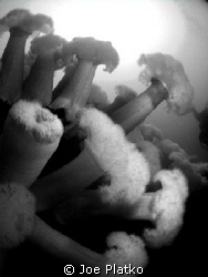 Metridium fields near the Breakwater in Monterey, Ca. Alt... by Joe Platko 